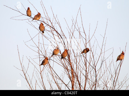 Flock of Waxwings, Bombycilla Garrulus perched in tree, Warwickshire, England Stock Photo