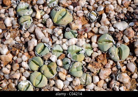 Argyroderma sp., distribution restricted to the quartz fields of the Knersvlakte region, Namaqualand, South Africa Stock Photo