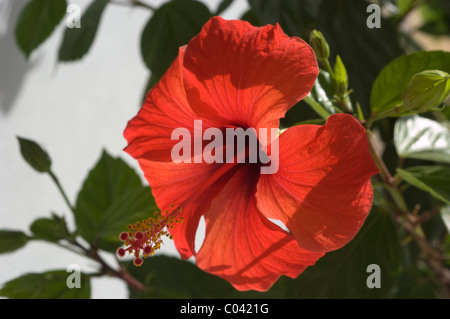 Chinese Hibiscus (Hibiscus rosa-sinensis) Stock Photo