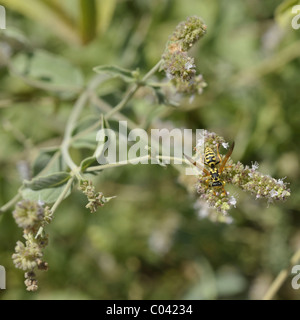 Horse Mint ( Mentha Longifolia ) with a Wasp. Horse Mint is not a good Tea Plant. Stock Photo