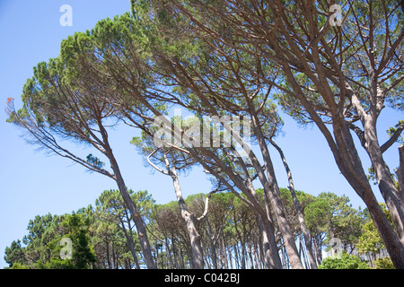 Windswept Stones Pines on Devils Peak in Cape Town Stock Photo