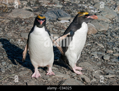 Macaroni Penguins (eudyptes chrysolophus), Cooper Bay, South Georgia Stock Photo