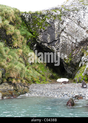 Most likely Shackletons cave, King Haakon Bay, South Georgia (southern coast) Stock Photo