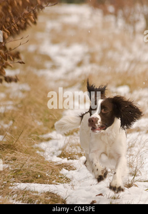 English Springer Spaniel, a working gun dog Stock Photo