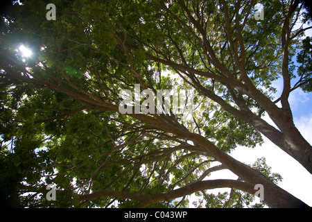 African mahogany tree at Kirstenbosch in Cape Town Stock Photo