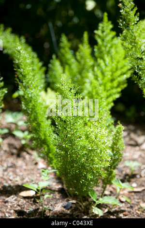 Asparagus Densiflorus or Cat's Tail Asparagus at Kirstenbosch Gardens in Cape Town Stock Photo