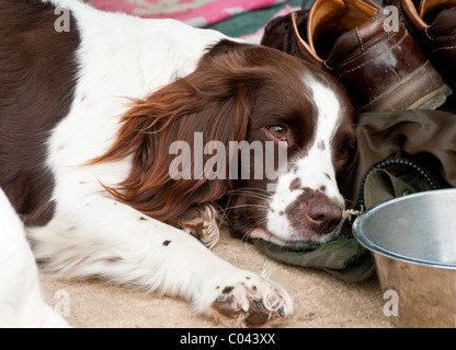 English Springer Spaniel, a working gun dog, resting during a game shoot in a car. Stock Photo