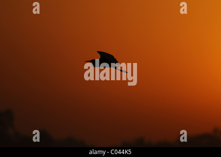 Silhouette of a grey heron flying in a sky lit orange by a rising sun over a lake near Bangalore, India Stock Photo