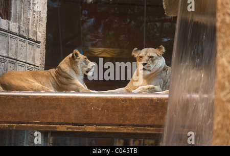 Two lions at the MGM Grand Lion Habitat in Las Vegas Stock Photo