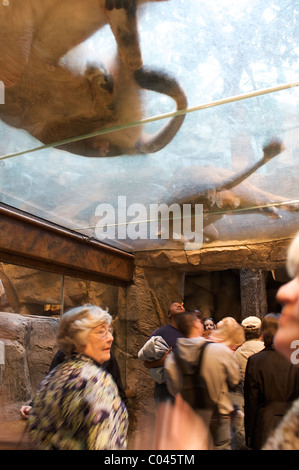 People walk under two of the lions at the MGM Grand Lion Habitat in Las Vegas Stock Photo