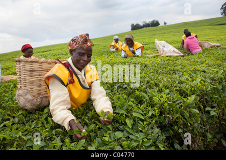 Workers pick tea leaves on a Unilver tea plantation in Kericho, Kenya, East Africa. Stock Photo