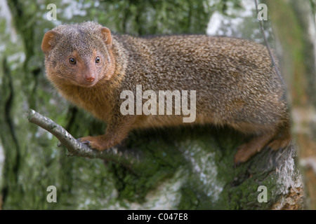 Common Dwarf Mongoose - Helogale parvula Stock Photo