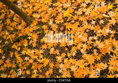 Yellow Maple leaves scattered around the trunk of a tree Stock Photo