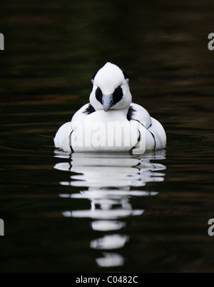 Smew In Flight Drake Smew, with its 'cracked ice' appearance, is unmistakable, and ...
