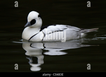 Smew In Flight Drake Smew, with its 'cracked ice' appearance, is unmistakable, and ...