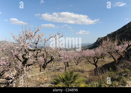 almond blossom & view to coast with Montgo, from Cavall Verde, Benimaurell, Vall de Laguart, Alicante Province, Valencia, Spain Stock Photo