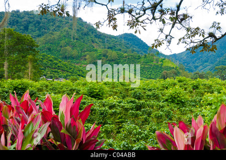 Coffee Plantation Orosi valley Costa Rica Stock Photo