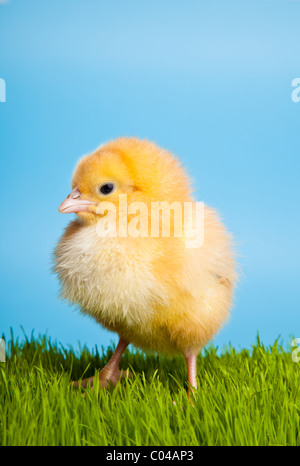 Easter eggs and chickens on green grass on blue background Stock Photo