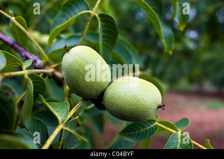 Walnuts on walnut tree, Nux Gallica in Perigord region, The Dordogne, France Stock Photo