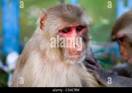 Cute Macaque monkeys. Stock Photo