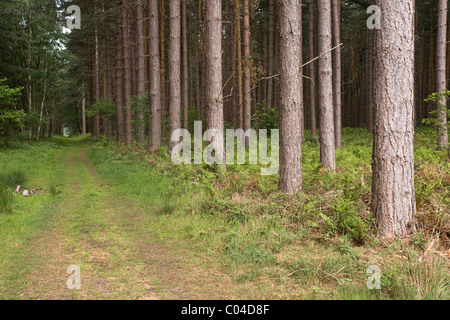 Forest ride or fire break, Clumber Park, Nottinghamshire Stock Photo