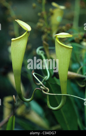 Carnivorous, Insectivore or Insectivorous Pitcher Plant, Nepenthes madagascariensis, nr Fort Dauphin, Madagascar Stock Photo