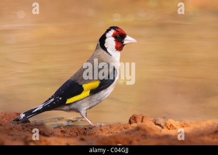 European Goldfinch, (Carduelis carduelis) This bird feeds on the seeds of gorse plants and thistles. Israel, April Stock Photo