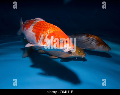 Koi (Japanese: literally 'brocaded carp'), are ornamental domesticated varieties of the common carp (Cyprinus carpio) Stock Photo