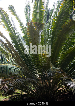 Encephalartos Transvenosus or Modjadji Cycad at Kirstenbosch Gardens in Cape Town Stock Photo