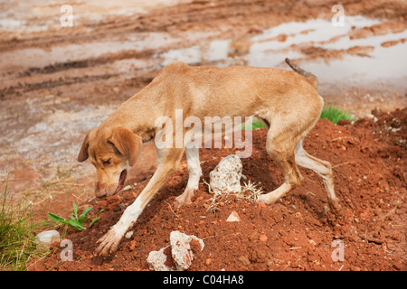 Very poor and thin stray dog in Greece Stock Photo