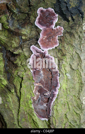 Silver Leaf Fungus Chondrostereum purpureum Taken At Martin Mere WWT, Lancashire, UK Stock Photo