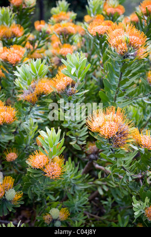 Leucospermum Erubescens protea at Kirstenbosch in Cape Town Stock Photo