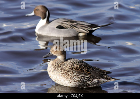 Pair Of Northern Pintails Anas acuta Swimming At Martin Mere WWT, Lancashire UK Stock Photo