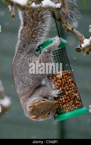 squirrel eating nuts from garden bird feeder Stock Photo
