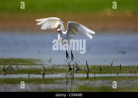 Cattle Egret, Buff-backed Heron (Bubulcus ibis, Ardeola ibis) starting from water. Ciudad Real, Spain. Stock Photo