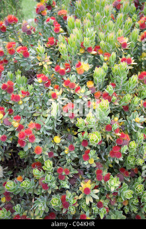 Leucospermum Oleifolium protea at Kirstenbosch in Cape Town Stock Photo