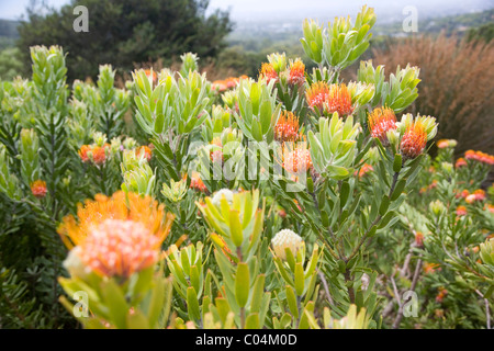 Leucospermum Erubescens protea at Kirstenbosch in Cape Town Stock Photo