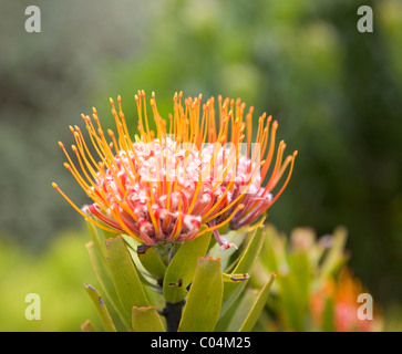 Leucospermum Erubescens protea at Kirstenbosch in Cape Town Stock Photo