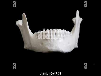 Human skeletal system, front view Stock Photo: 72785323 - Alamy