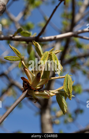 New Spring growth Stock Photo