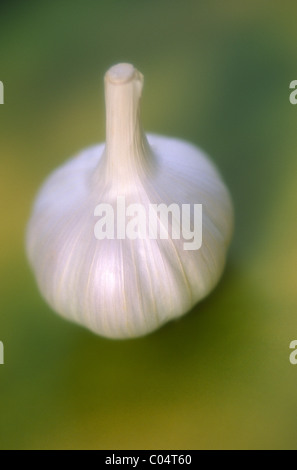 GARLIC BULB Stock Photo