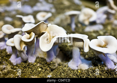 Wood blewit, Lepista nuda, mushrooms growing underground in compost in cave in the Loire Valley, France Stock Photo