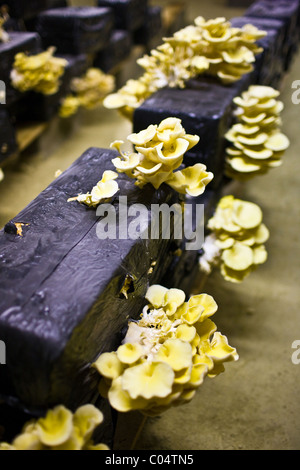 Oyster mushrooms, pleurote champignons, Pleurotus ostreatus, grow in troglodyte cave in Loire Valley, France Stock Photo