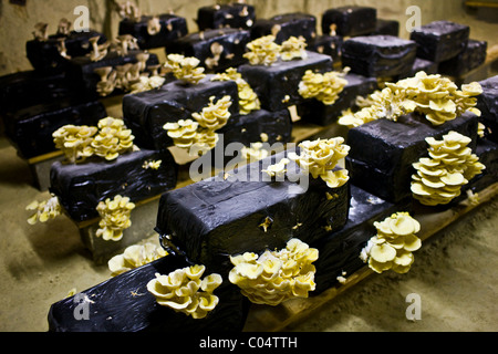 Oyster mushrooms, pleurote champignons, Pleurotus ostreatus, grow in troglodyte cave in Loire Valley, France Stock Photo