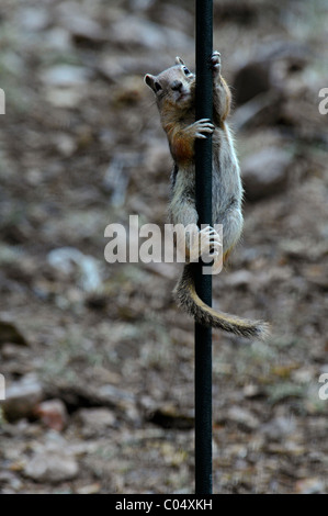 Golden Mantled Ground Squirrel (Citellus lateralis) hanging onto base of bird feeder, Colorado US. Stock Photo