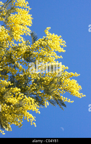 yellow flowers of mimosa tree in blue sky in Provence, 'French Riviera', 'Côte d'Azur',France Stock Photo