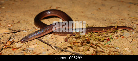 Eastern Wormsnake (Carphophis amoenus) Stock Photo