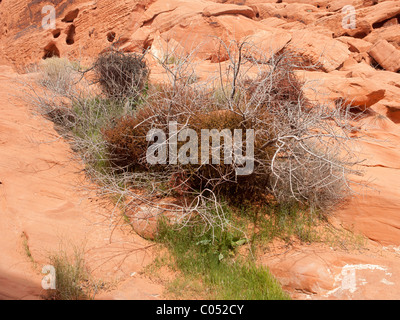 Cat-claw acacia heavily infested with Desert Mistletoe Stock Photo