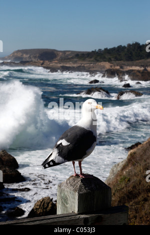 Point Lobos State Reserve near Carmel, California. Stock Photo