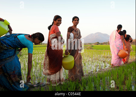 Group of rural indian village women walking across a rice paddy carrying water pots in the indian countryside. Andhra Pradesh, India Stock Photo